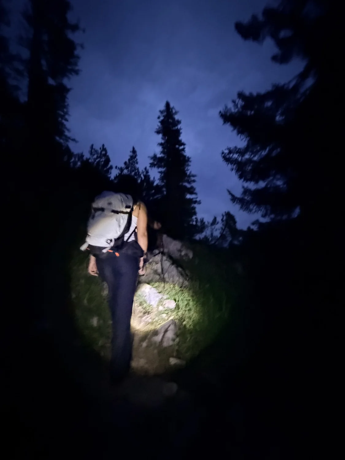 A torch-lit walk among trees after dark