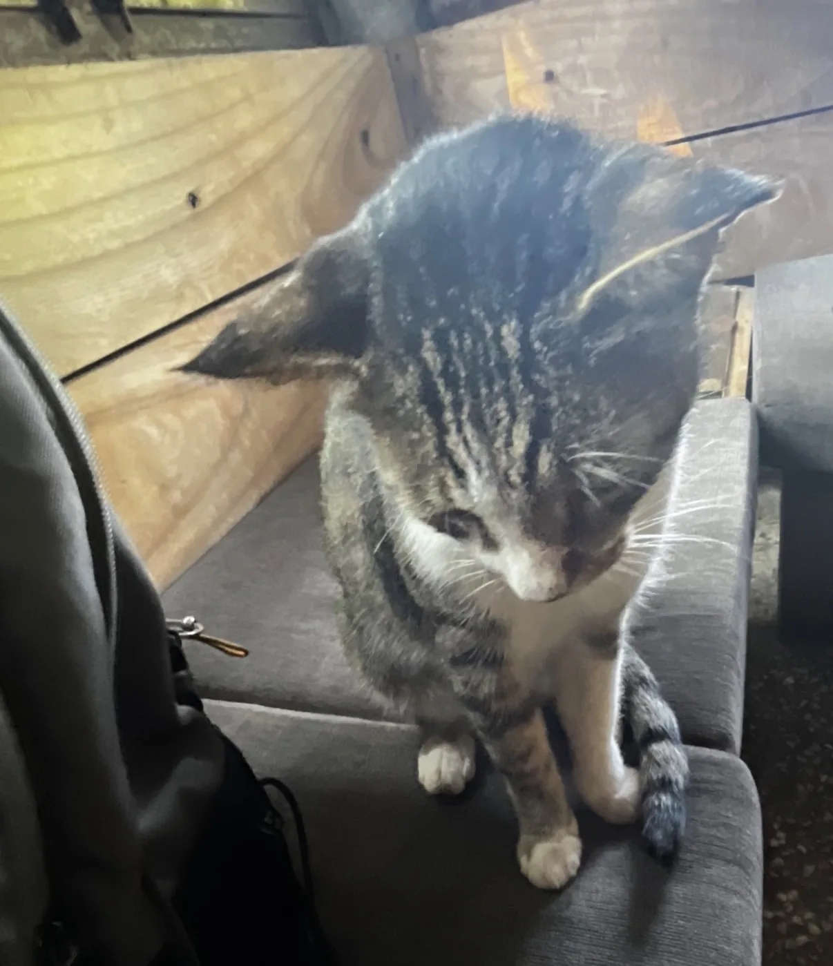A tabby cat sitting beside a backpack