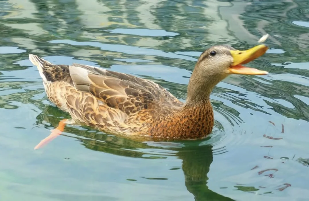 A duck swimming with its beak open